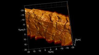 A contact mode topography image rendered in 3D and overlaid with the Lateral Force Microscopy image shows nicely the scales’ morphology as well as some hairspray droplets on a human hair.