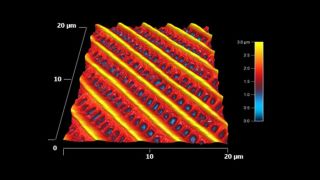 Topography image of the wing of a moth. The nanostructure makes the wing highly hydrophobic and it's directional - water droplets will only flow away from the body off the ends of the wing, keeping the body dry.