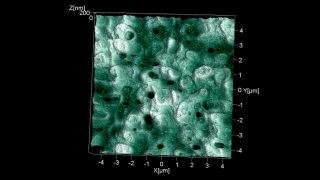 Topography scan of bacteria and negative imprints thereof in dried potato agar